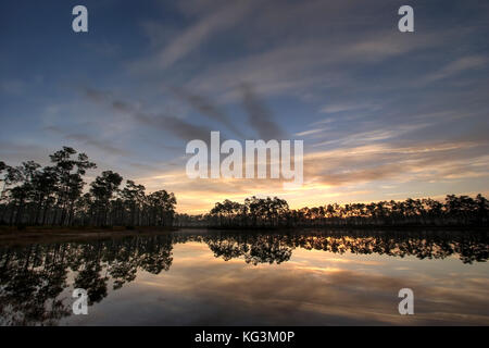 Sonnenaufgang über Florida Slash Pines, Pinus Elliottii, Everglades National Park, Florida Stockfoto