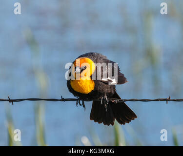 Yellow-headed blackbird mit einem intensiven Blick, während auf einem Stacheldraht thront. Stockfoto