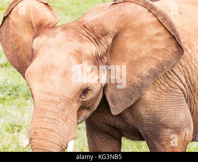 Kopf eines Elefanten hautnah. die Vorderansicht, ein Elefant vor dem hintergrund der grünen Gras Stockfoto