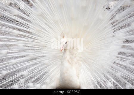 Weißer Pfau mit der geöffneten Schwanz. Hautnah, selektiven Fokus Stockfoto