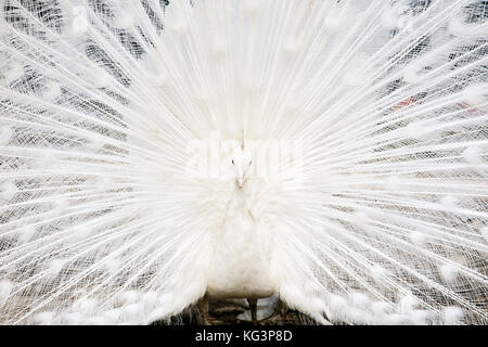 Weißer Pfau mit der geöffneten Schwanz. Hautnah, selektiven Fokus Stockfoto