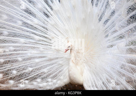 Weißer Pfau mit der geöffneten Schwanz. Hautnah, selektiven Fokus Stockfoto