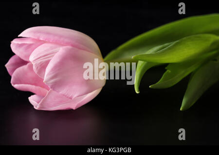 Rosa Tulpen auf Schwarz. Blumen liegen auf einem schwarzen undurchsichtigen Hintergrund. Hautnah, selektiven Fokus Stockfoto