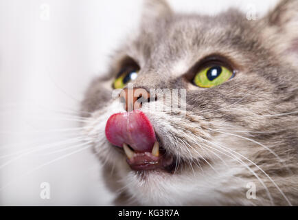 Der Kopf der Katze suchen und wer ist Lecken der Lippen., kleine Schärfentiefe. Katze grau, Augen grün, Sprache hell rosa Stockfoto