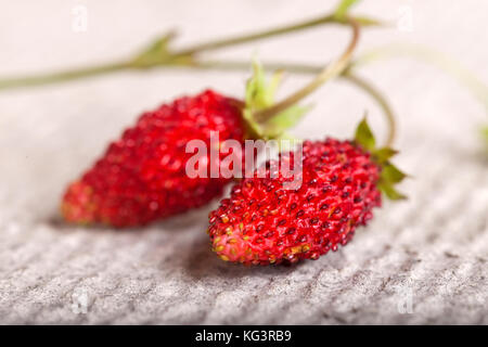 Zwei reife Beeren eines Wilde Erdbeere hautnah. Die enge, kleine Schärfentiefe liegen auf einem hellgrauen Hintergrund Stockfoto