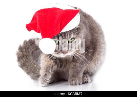 Katze in der Weihnachtsmann Mütze. Der graue Katze im Hut ist ein roter neues Jahr hat nach unten gebogen und hat eine Pfote angehoben. Es ist auf weißem Hintergrund Stockfoto