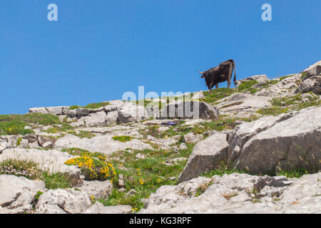 Kuh auf einer Weide in den Bergen. Ein helles Grün Gras auf Steine, eine Kuh Silhouette vor dem Hintergrund des blauen Himmels. sonnigen Sommertag Stockfoto