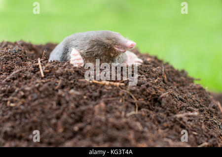 Mole und das Loch in einem Garten Stockfoto