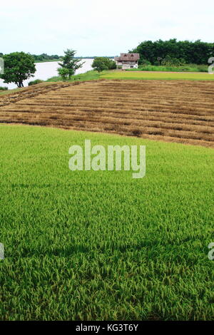 Die Hälfte geerntetem Rohreis Feld in Thailand Stockfoto