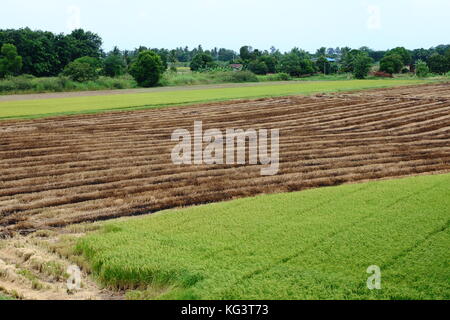 Die Hälfte geerntetem Rohreis Feld in Thailand Stockfoto