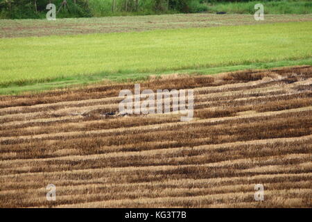 Die Hälfte geerntetem Rohreis Feld in Thailand Stockfoto