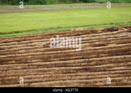 Die Hälfte geerntetem Rohreis Feld in Thailand Stockfoto
