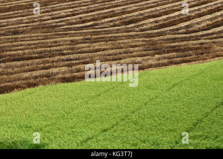 Die Hälfte geerntetem Rohreis Feld in Thailand Stockfoto