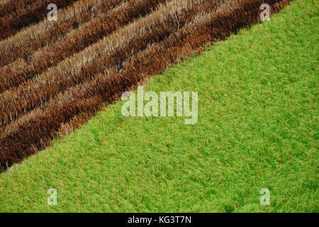 Die Hälfte geerntetem Rohreis Feld in Thailand Stockfoto
