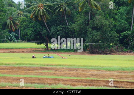 Die Hälfte geerntetem Rohreis Feld in Thailand Stockfoto