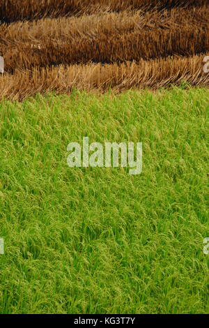 Die Hälfte geerntetem Rohreis Feld in Thailand Stockfoto