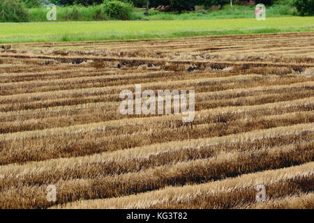 Die Hälfte geerntetem Rohreis Feld in Thailand Stockfoto