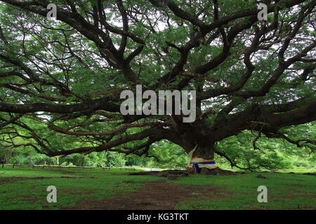 Unternehmen Saman, große Regen Baum Stockfoto