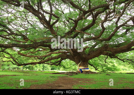Unternehmen Saman, große Regen Baum Stockfoto
