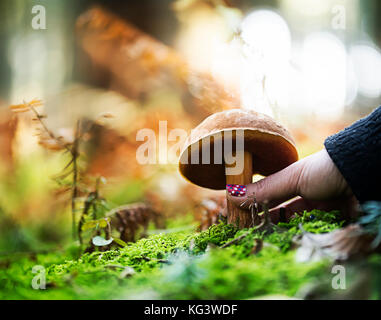 Hand ist die Ernte eines Boletus erythropus, wachsen in den Wald. Stockfoto