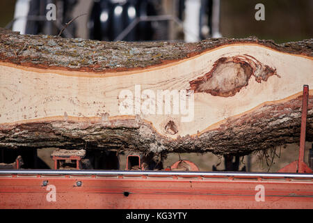 Frisch gesägt Baumstamm an einer Fräsmaschine zeigen die dunklen Holzmaserung Muster gebildet, wo ein Zweig einen Knoten in der Nähe zu sehen, gebildet hat, Stockfoto