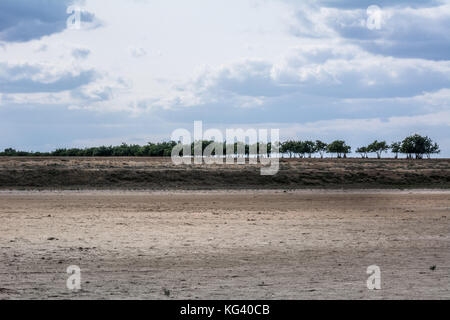 Sturm Landschaft, Bäume vor dem Hintergrund der düsteren Himmel, primorskoye, Ukraine Stockfoto