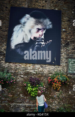 Tim Flachs Animal Studio Photographs on Display beim Outdoor Photography Festival in La Gacily Morbihan Brittany France Juli 2017 Stockfoto