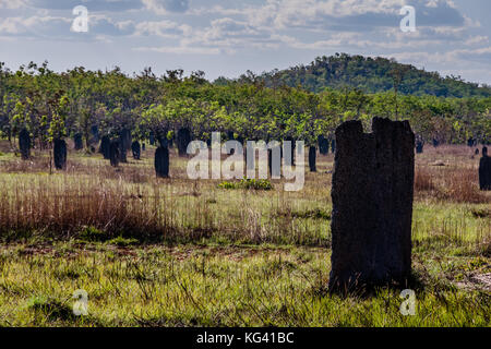 Magnetische Termitenhügel, Litchfield National Park, Australien Stockfoto