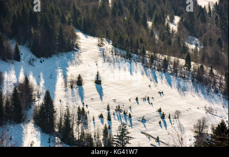 Verschneite Wiese unter Wald am Hang. schöne Natur Landschaft im Winter Stockfoto