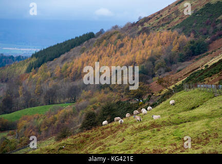 Schafe auf einem Hügel in Glendevon, Perthshire, Schottland. Stockfoto