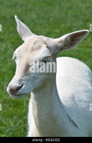 Kopf geschossen eines Damwild an theSouth West Rotwild Rescue Center, in der Nähe von Crewkerne Wayford in Somerset England. Stockfoto