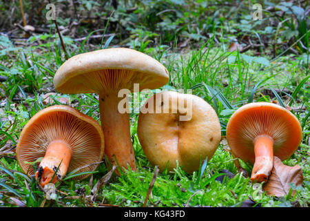 Lactarius deterrimus oder falscher Safran milkcap Pilze, leckere essbare Pilze auf einem Mos im natürlichen Lebensraum, Fichtenwald, Anfang Herbst geschossen Stockfoto