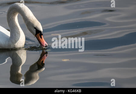 Frankfurt am Main, Deutschland. November 2017. Ein Schwan sucht nach Nahrung im Wasser, der sich in einem eleganten Bogen am Main in Frankfurt am Main, Deutschland, 3. November 2017, zurückzieht. Quelle: Boris Roessler/dpa/Alamy Live News Stockfoto