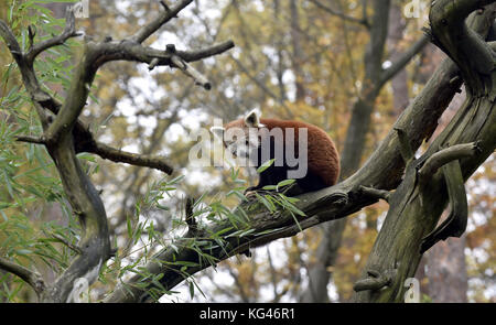 Zlin, Tschechische Republik. November 2017. Roter Panda sitzt in einem Baum im Zoo Zlin, Tschechische Republik, 3. November 2017. Quelle: Dalibor Gluck/CTK Photo/Alamy Live News Stockfoto