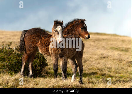 Builth Wells, Powys, Wales, UK. 4. November 2017. Zwei Welsh Pony Fohlen, verwahrlosten durch eine Dusche, gemeinsam auf dem Mynydd Eppynt moorland Unordnung, in der Nähe von Builth Wells, Powys, UK. Es gibt Duschen, blauer Himmel und ein mäßig kalten Westwind in der Mitte von Wales. © Graham M. Lawrence/Alamy Leben Nachrichten. Stockfoto