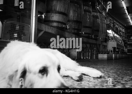 Ein Hund liegt am Eingang des Weins ein Spirituosengeschäft Vilanova, die auf der Straße Sant Antoni Abad von Barcelona, Spanien steht. Datum: 15/09/2015. Foto: Xabier Mikel Laburu. Weine und Spirituosen Vilanova wurde 1950 als kleiner Supermarkt vom Vater von Isidre Vilanova, dem Eigentümer des Ladens, gegründet. Um die Veränderungen in den Konsumgewohnheiten zu überleben, wechselte er von einem allgemeinen Lebensmittelmarkt zu einem auf Wein und Spirituosen spezialisierten Laden. Isidre wird das Geschäft an seinen Sohn weitergeben, der das Familienunternehmen weiterführen wird. Stockfoto