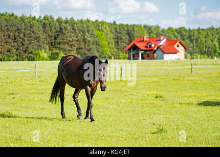 Schönen dunklen Bay Horse gehen auf eine Wiese mit einem Haus unter consrtuction im Hintergrund Stockfoto