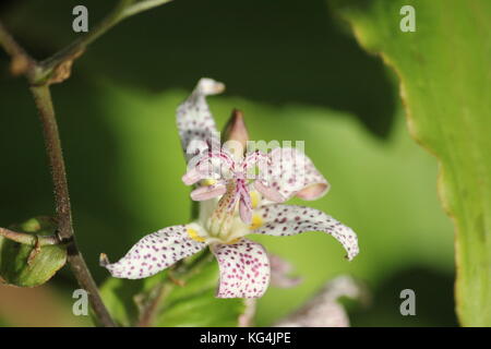 Toad lily tricyrtis formosana Lily entdeckt Stockfoto