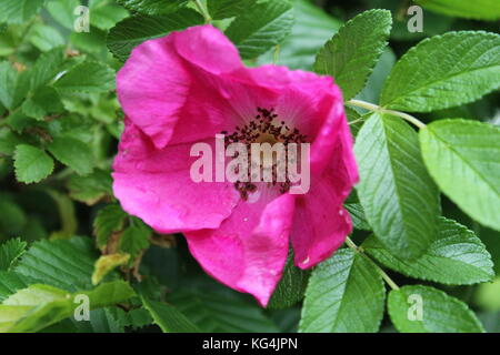 Rosa Mohn papaver omniferum im Garten Stockfoto