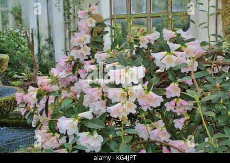 Lily Bush Stockfoto