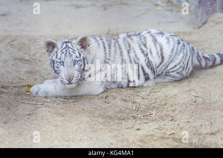 Kleine graue Tiger liegend und das Spielen auf dem Boden im Zoo Stockfoto