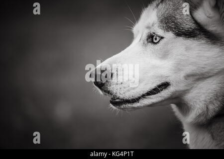 Das Porträt einer Husky Hund in Schwarz und Weiß auf eine unscharfe künstlerischen Hintergrund Stockfoto