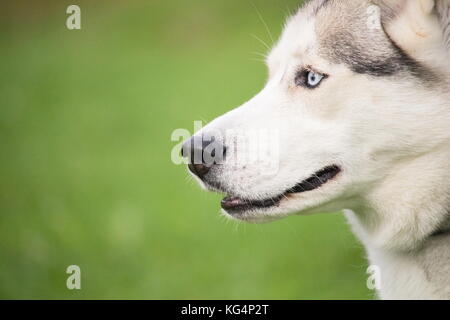 Das Porträt einer grauen und weißen Husky Hund auf dem Hintergrund des grünen Grases verschwommen Stockfoto