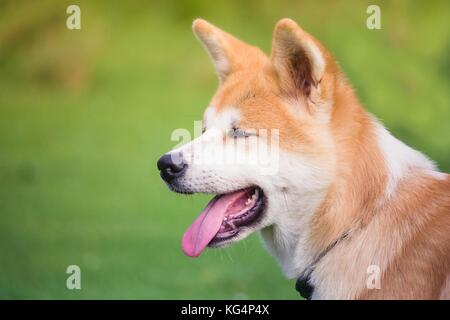 Das Porträt eines kleinen Welpen Akita Inu auf einer weichen Hintergrund der grünen Farbe Stockfoto