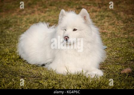 Eine weiße Samojeden Hund mit langen weichen Haare im Herbst Gras liegend mit einem Pine Cone neben ihm Stockfoto