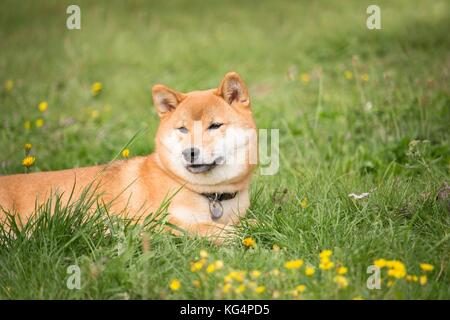 Kleine japanische shiba inu Hund im Gras liegen und in der Sonne Stockfoto