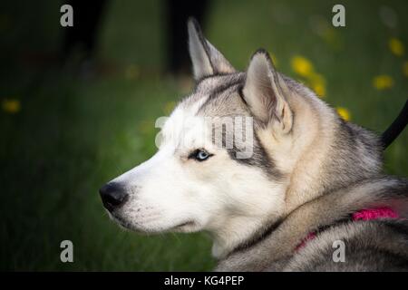 Portrait der Kopf einer Husky Hund mit einem rosa Halskette Stockfoto