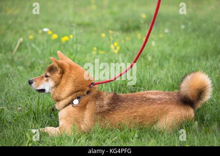 Dog shiba inu im Gras liegend mit einer Übung bewegt sich nicht Stockfoto