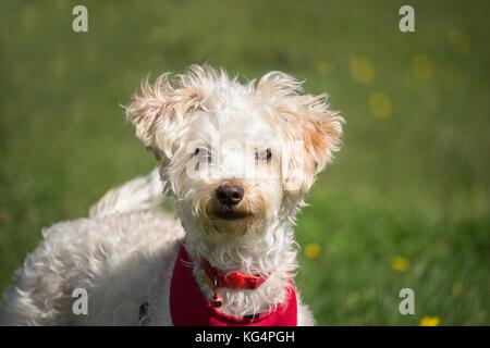 Ein kleiner weisser Hund mit lockigem Haar ist sehr neugierig Stockfoto