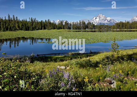 Wy 02551-00 ... Wyoming - moran Berg und Berg woodring Steigende über den stillen Wassern des Heron Teich am Rande der Jackson Lake im Grand Teton n Stockfoto